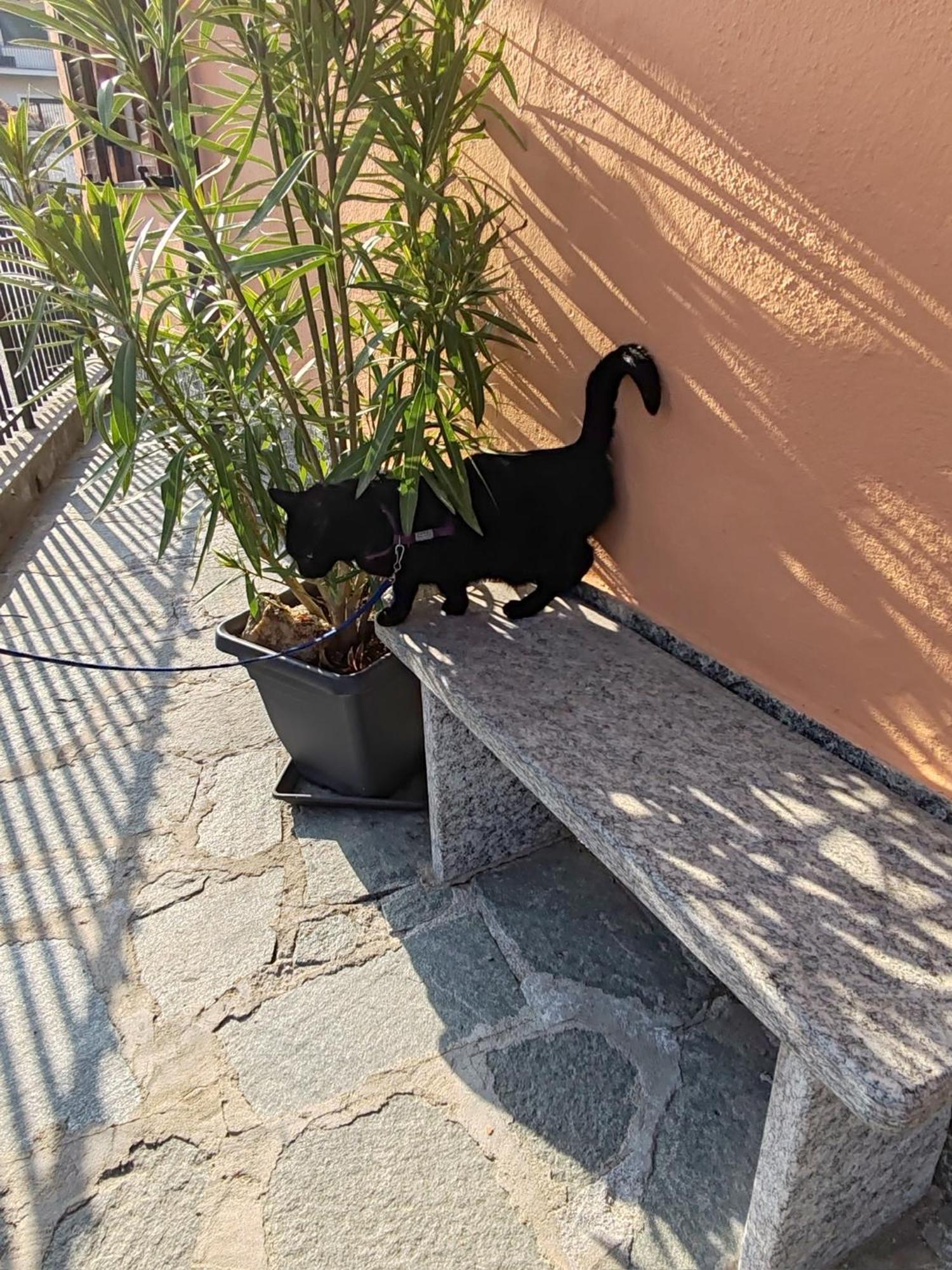 Apartment Ca Dai Noni Feriolo Экстерьер фото